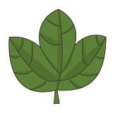 Three Point Leaf